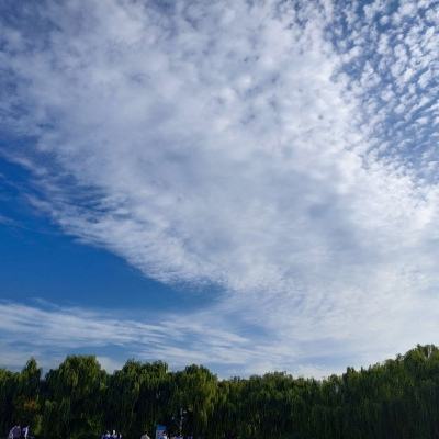 北京温榆河公园百亩小站稻完成插秧
